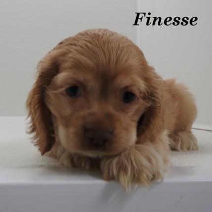 puppy, for, sale, Cocker Spaniel, Joe & Cherri  Overlease, dog, breeder, Miller, MO, dog-breeder, puppy-for-sale, forsale, nearby, find, puppyfind, locator, puppylocator, aca